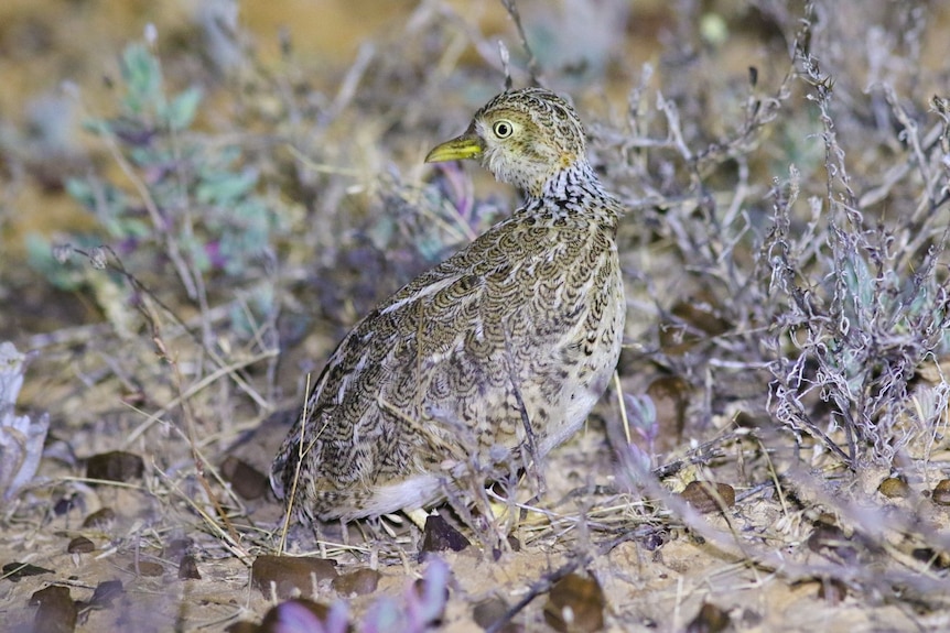 A small brown and white bird on the ground.