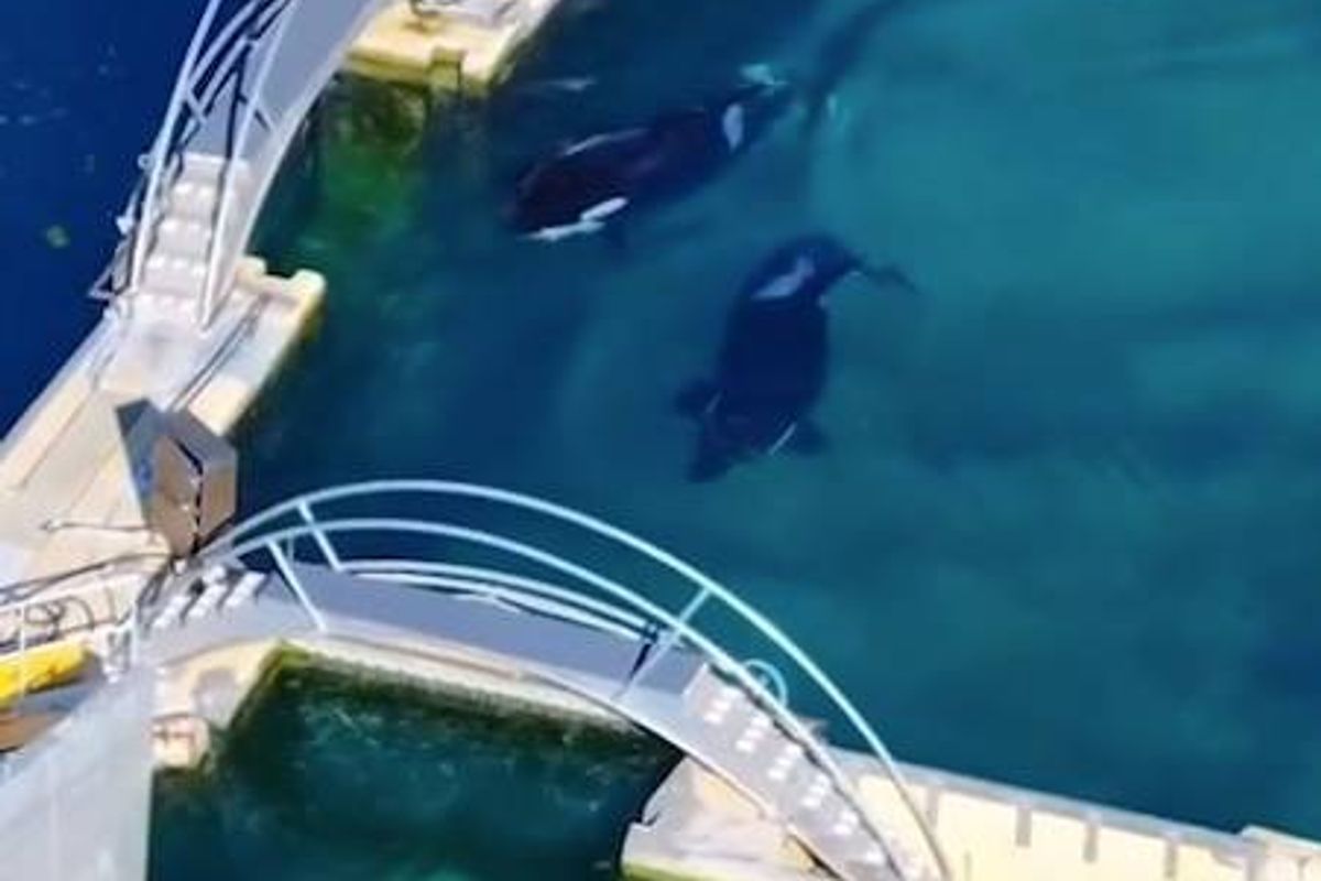An aerial view of an aquatic facility showcasing two orcas swimming gracefully in the clear blue water, with a white bridge structure visible in the foreground.