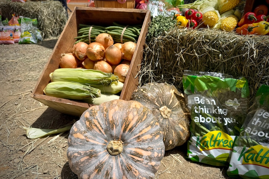 An assortment of vegetables including pumpkins, corn and onions