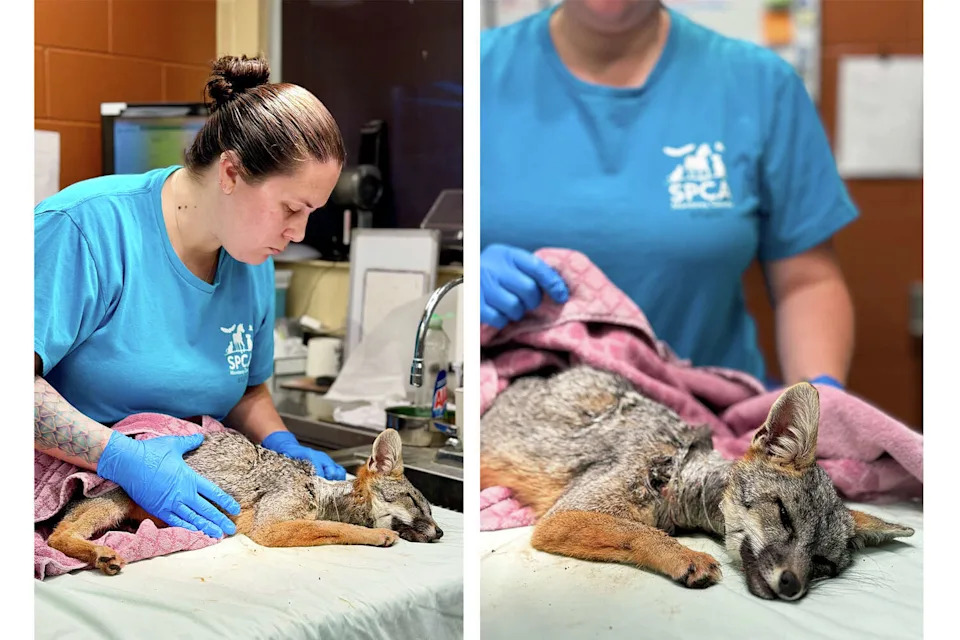 A gray fox with a pipe around its neck was rescued by residents from Corral de Tierra, Calif., who helped trap the injured creature. The fox is currently recovering at SPCA Monterey County in Salinas, Calif. (Courtesy of SPCA Monterey County)