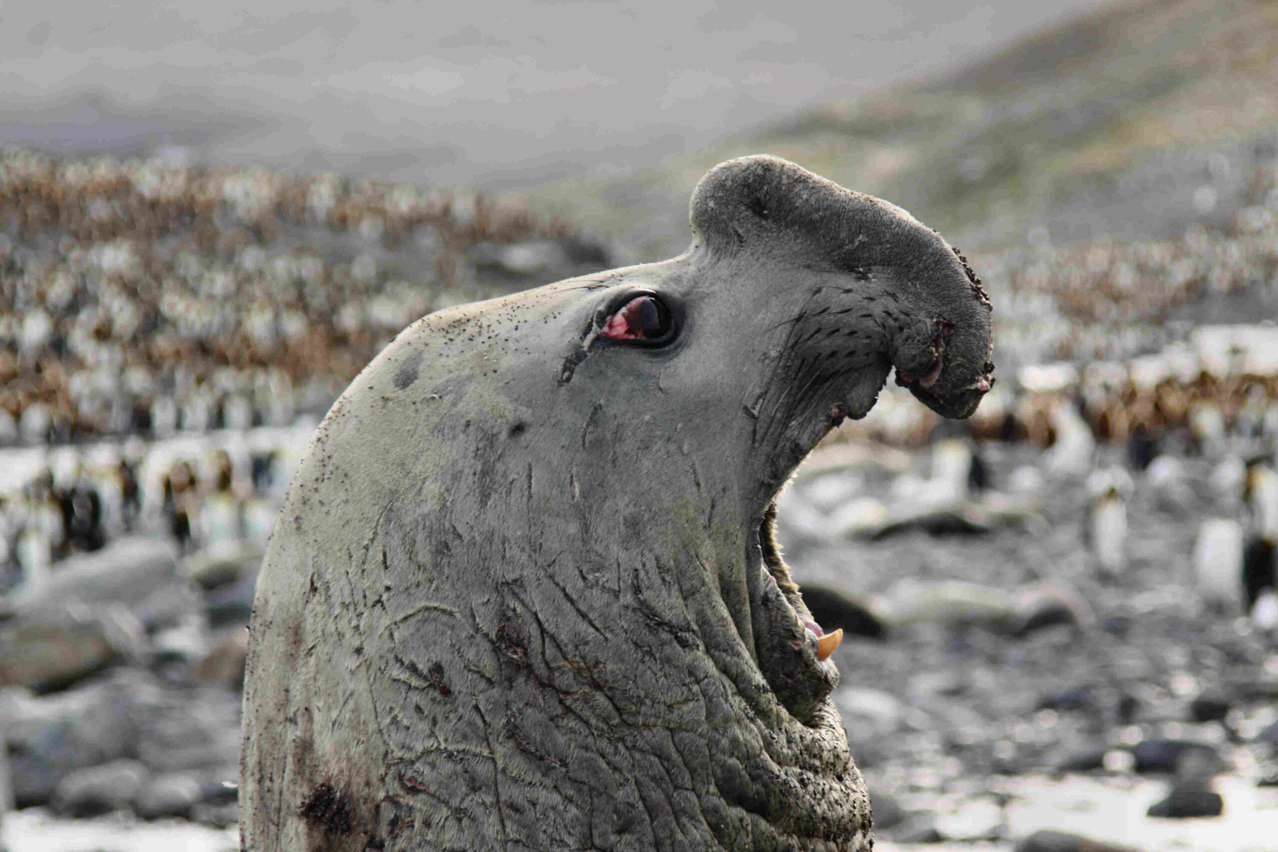 Populations of elephant seals in South Africa are growing as their breeding colonies face limited threats. Images courtesy of Charles Kinsey.