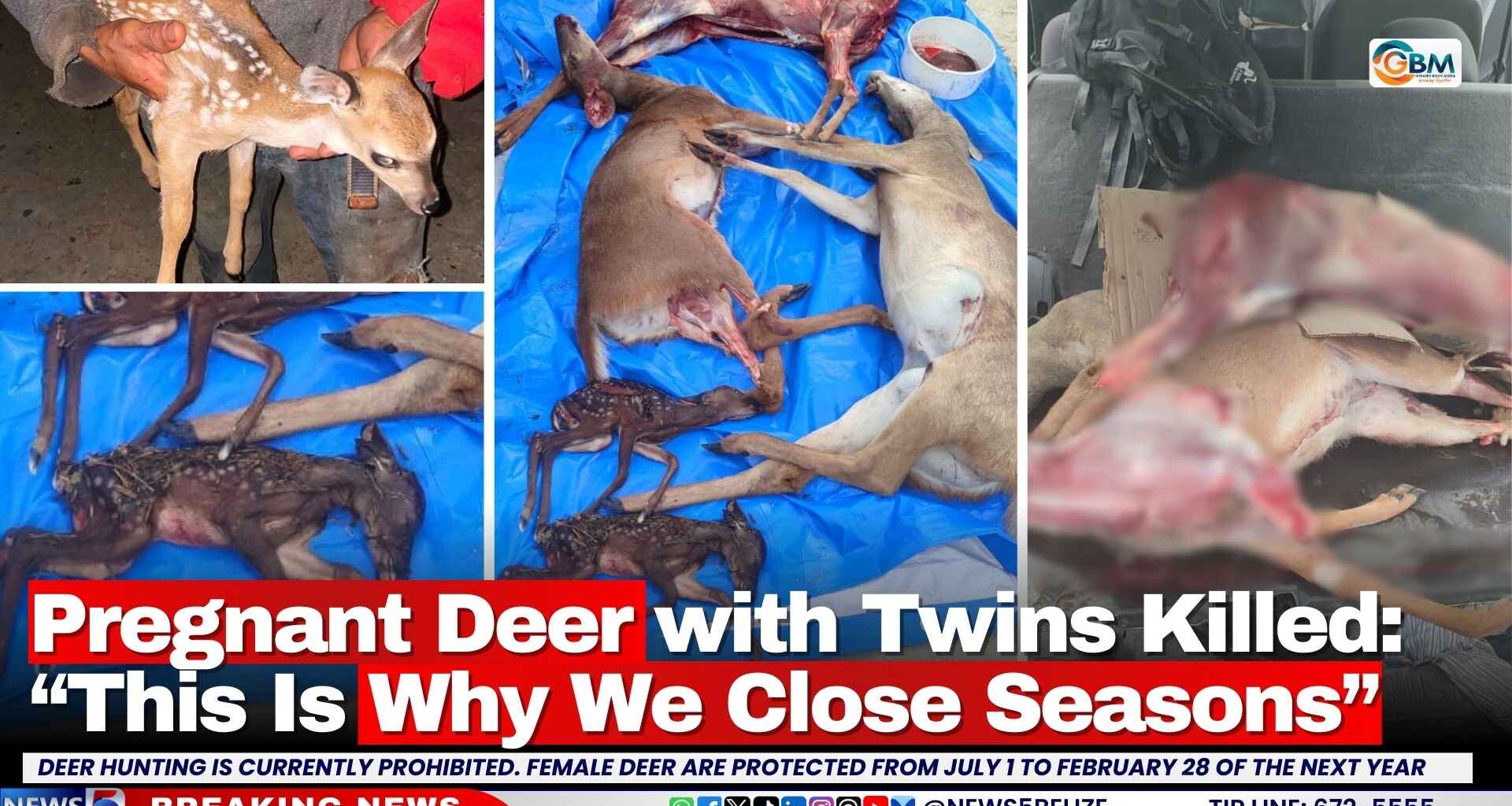 Pregnant Deer with Twins Killed: “This Is Why We Close Seasons”