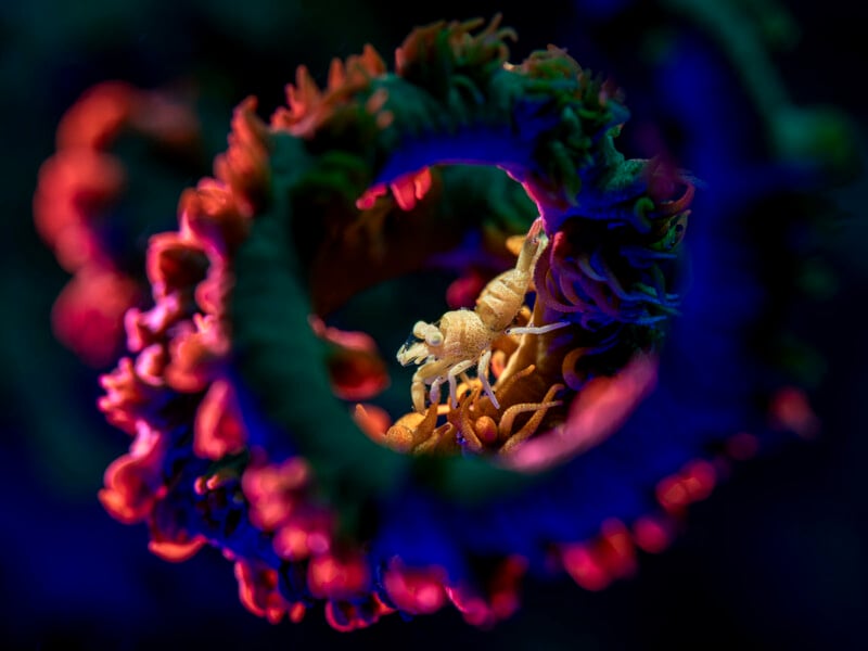 A small crab clings to a vibrant, spiral-shaped coral, illuminated by colorful blue, pink, and orange lights against a dark background underwater.