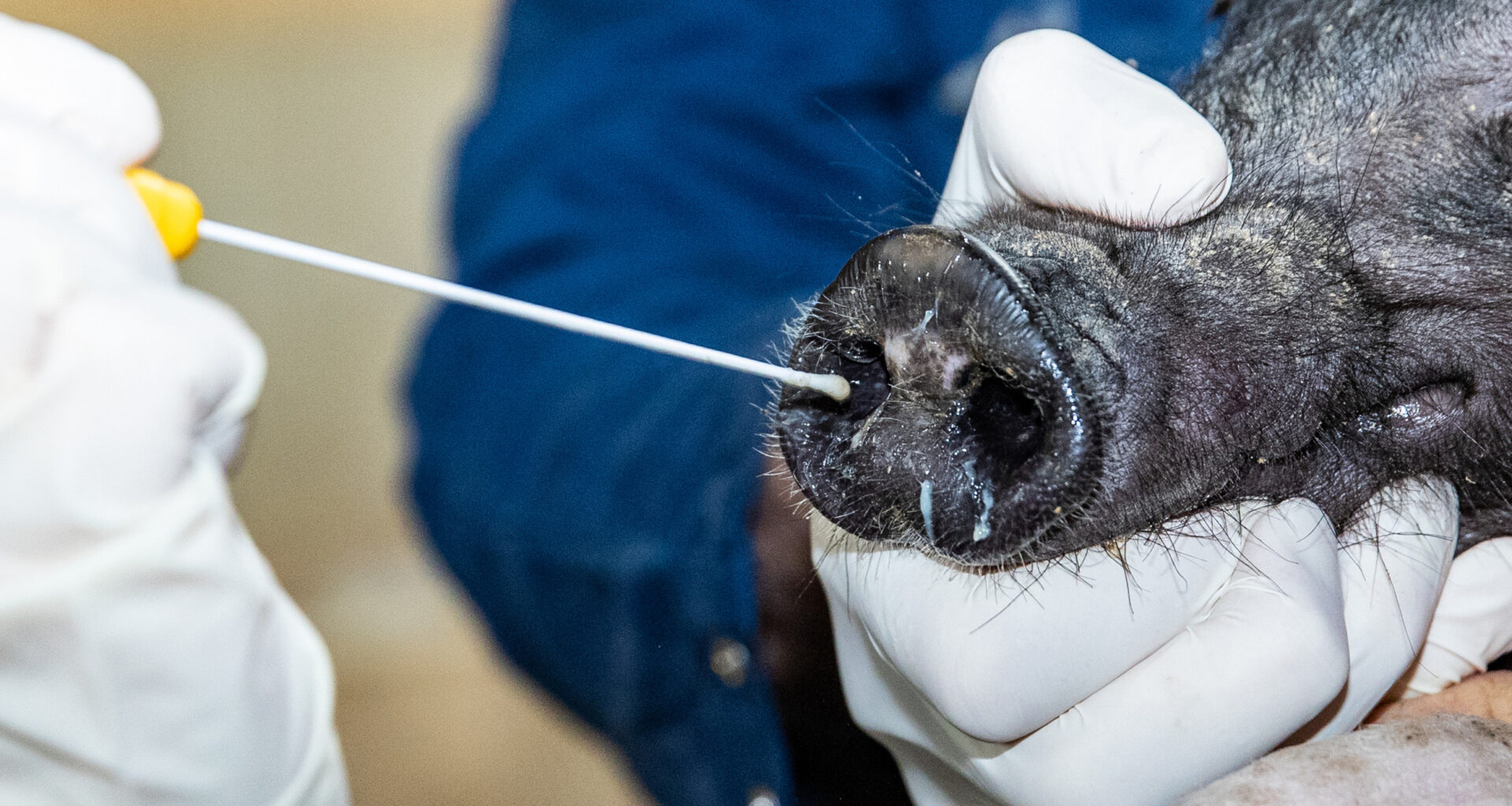 Research: Swine influenza has not mixed with other flu types in recent years