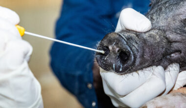 Research: Swine influenza has not mixed with other flu types in recent years