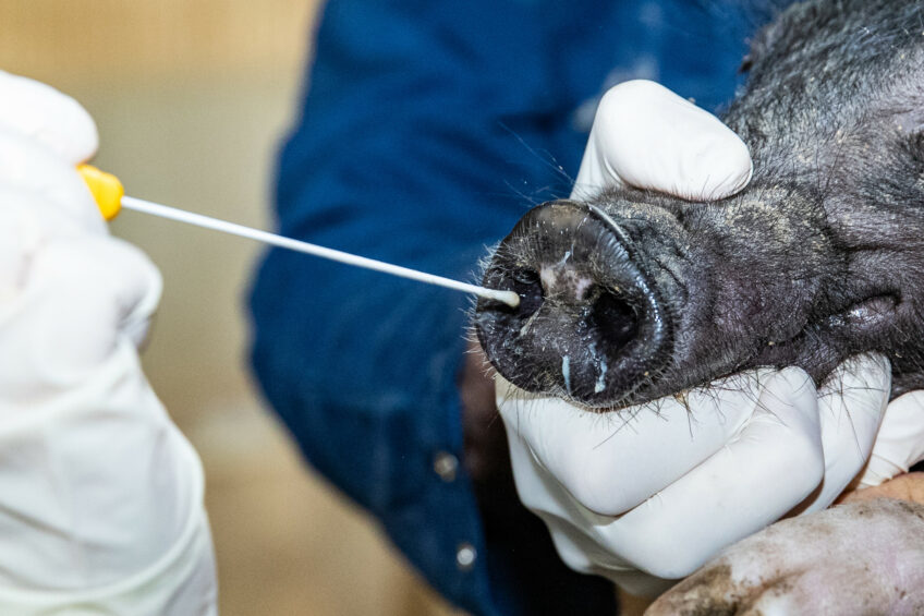 A nasal swab is taken from a pig. Photo: Ronald Hissink