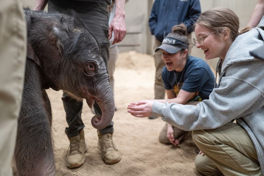 The baby elephant will spend up to a month bonding with herd members and keepers before joining the zoo exhibit.
