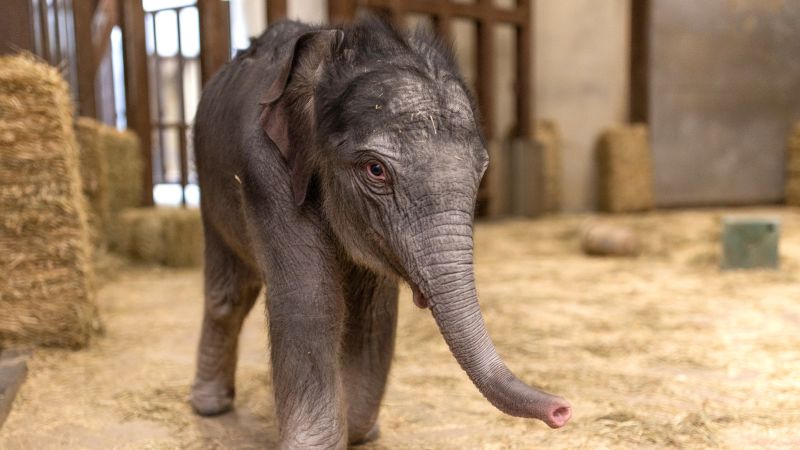 See the first baby elephant born at Smithsonian’s National Zoo in nearly 25 years