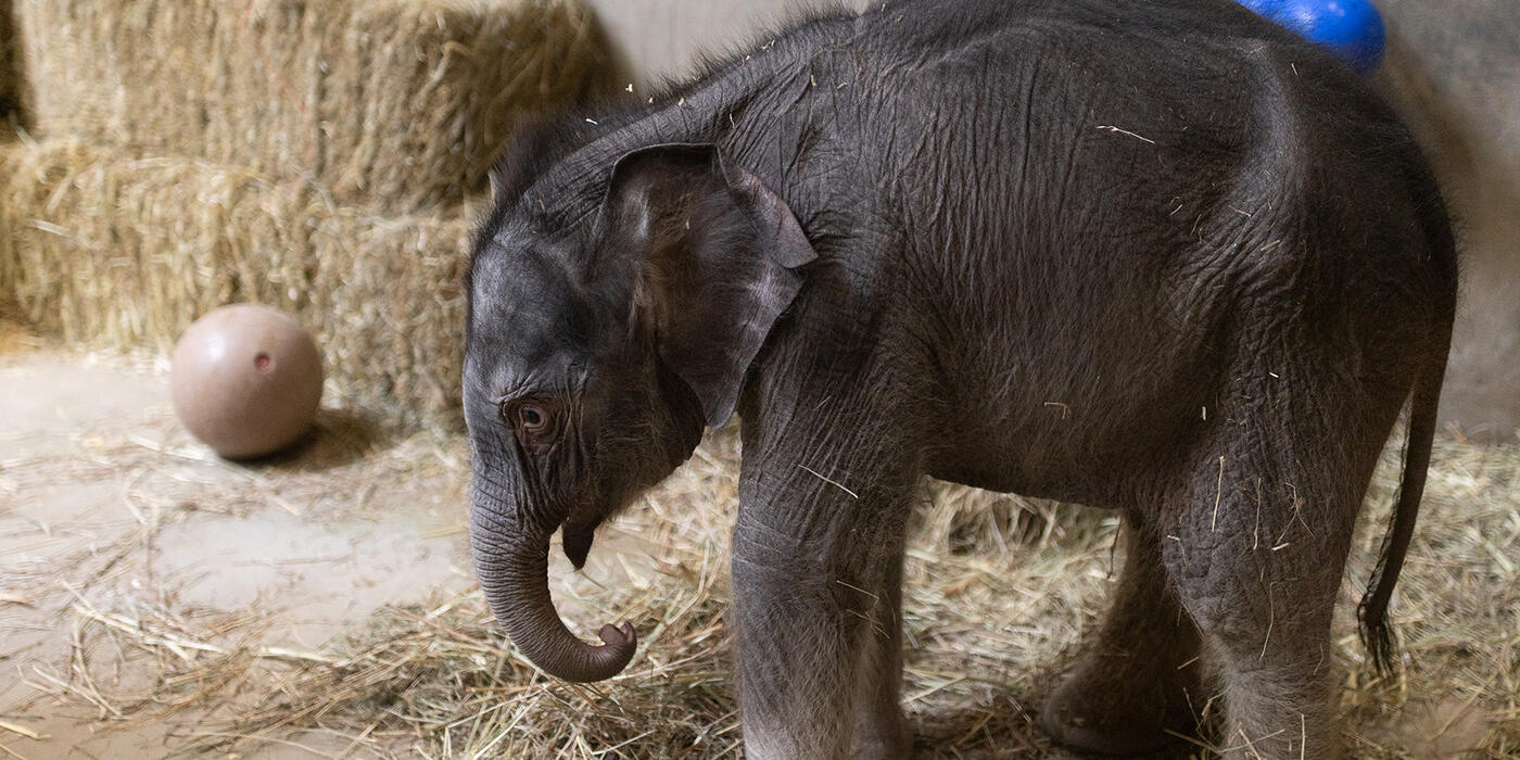 Asian elephant Linh Mai explores her enclosure in the Elephant Barn Feb. 19. (Roshan Patel/Smithsonian)