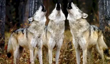 France Allows the Killing of About 200 Wolves to Protect Livestock