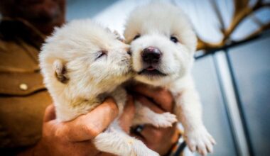 Company that ‘resurrected’ dire wolf announces frozen biovault for endangered species