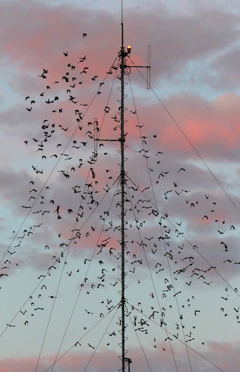 Starlings gather at Donegal fire service headquarters, September 2025