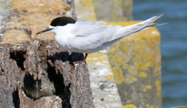 SunLive - Hairini Bridge terns carry on nesting
