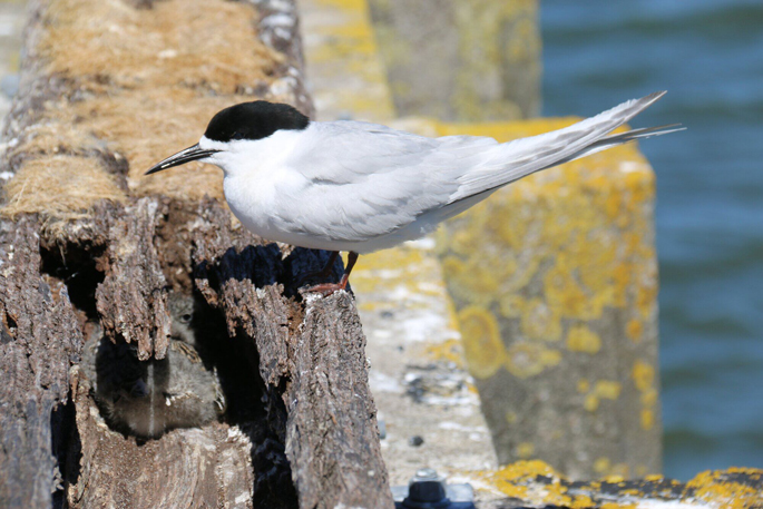 SunLive - Hairini Bridge terns carry on nesting