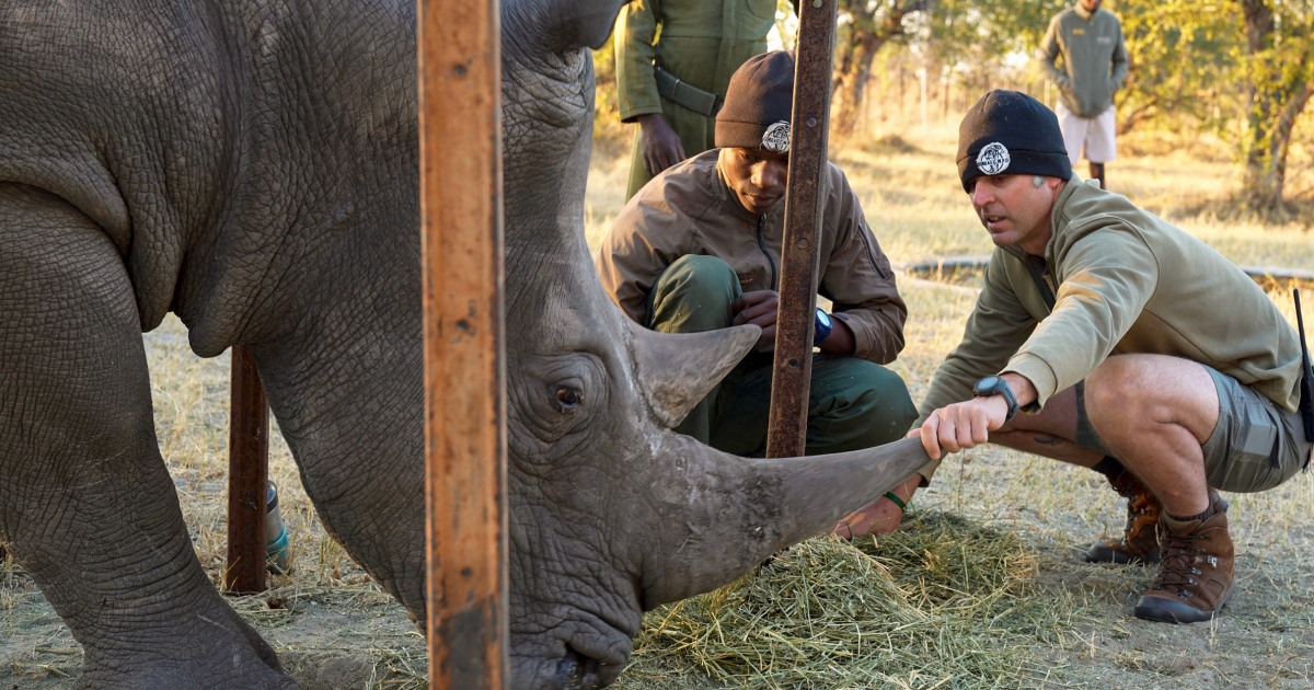 'Ridiculous' plan developed at Florida zoo saves wild rhino's eyesight in Africa