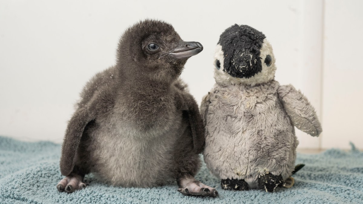 Comforting a lonely penguin — and other news in pictures