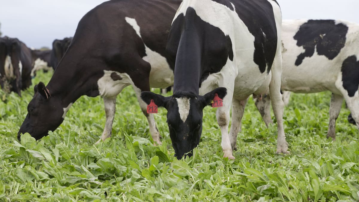 Global Dairy Trade Auction: Whole milk powder up 5.3% as overall GDT index surges 6.7%