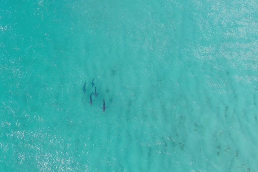 A group of five sharks swim through aquamarine waters