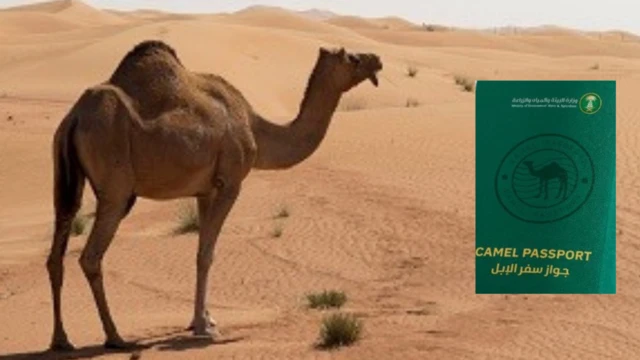 Foto of camel and dia sample of passport wey Saudi Arabia wan do