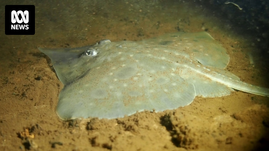 Maugean skate's endangered status not changing, Environment Minister Murray Watt says