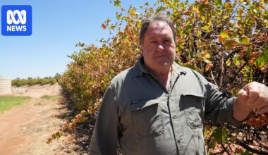 Riverland wine grape growers want to rezone land for housing to exit industry