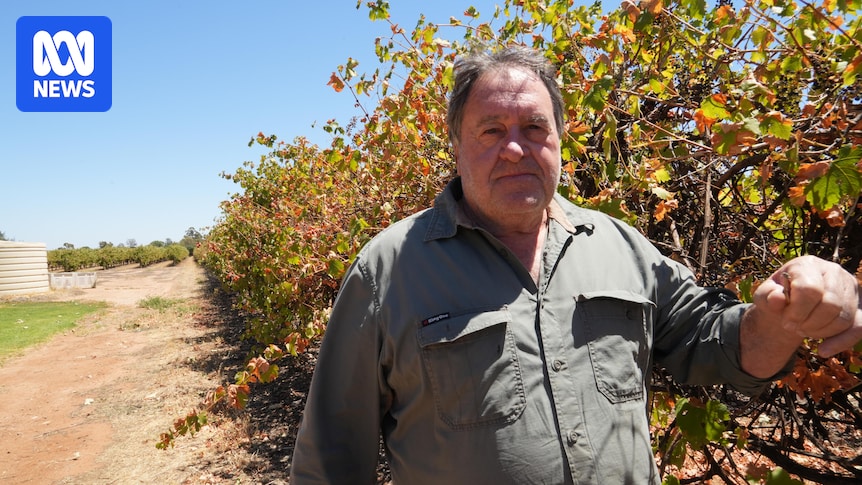 Riverland wine grape growers want to rezone land for housing to exit industry
