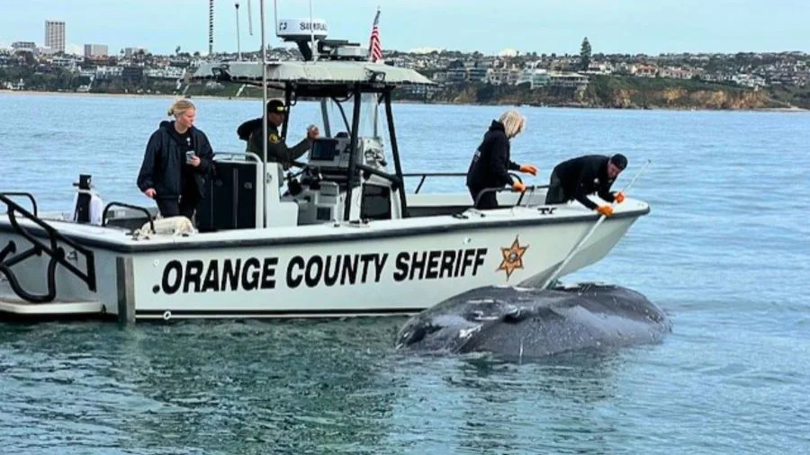 Dead humpback whale being towed offshore by a boat near Newport Beach following its beach stranding.