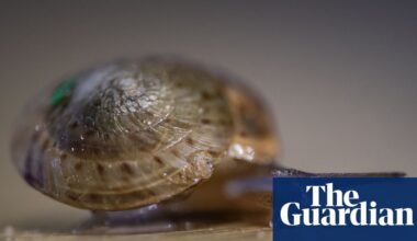 Bermuda snail thought to be extinct now thrives after a decade’s effort | Wildlife
