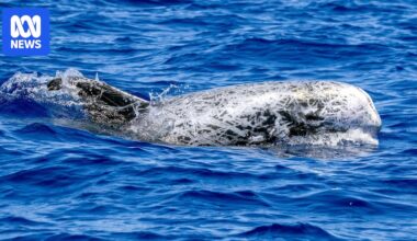 Risso's and pantropical spotted dolphins seen off Port Macquarie
