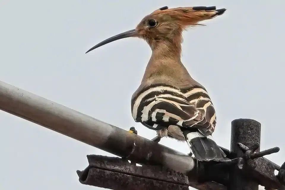 3689d9eb2dcf41e37998082066e84ca75753251d485a5a57eccbd3ea7238f40e