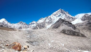 Feral dogs on the roof of the world