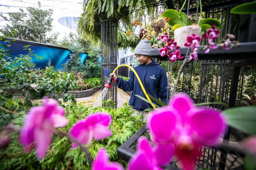 MIKAELA MACKENZIE / FREE PRESS
Paola Geronimo waters new plantings as The Leaf transitions to its new exhibit, Nature's Apothecary.