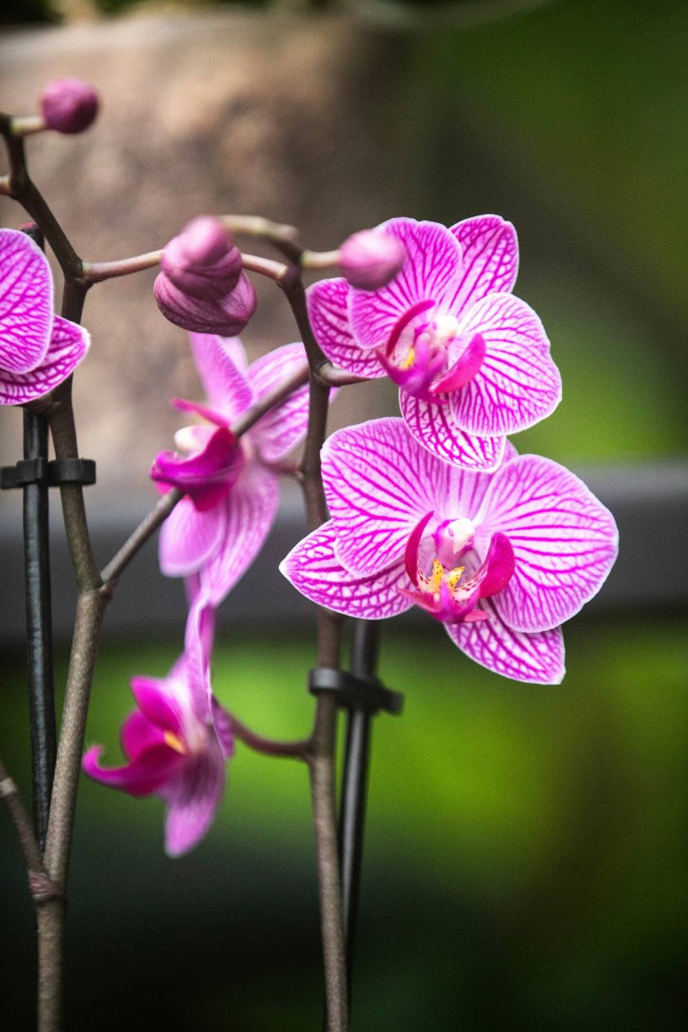 MIKAELA MACKENZIE / FREE PRESS
One of 700 orchids in The Leaf’s new exhibit.