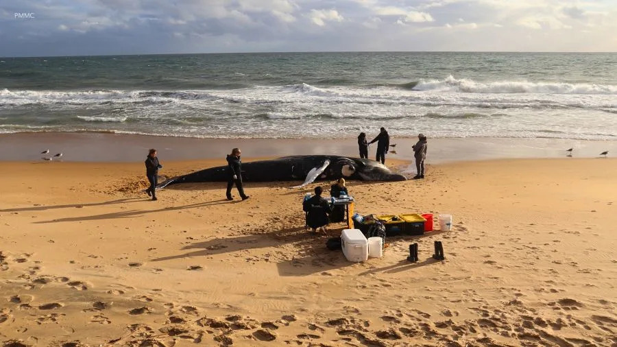 Deceased humpback whale partially submerged in surf at Newport Beach as responders stand nearby documenting the stranding.