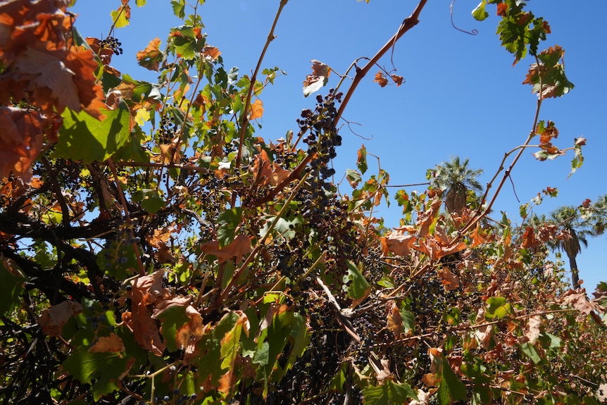 Grape vines dying with a close up of the grapes.