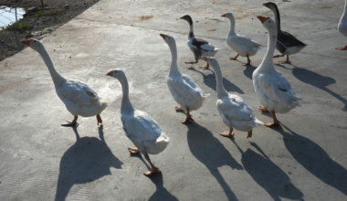 Cambodia records first human case of bird flu in 2026