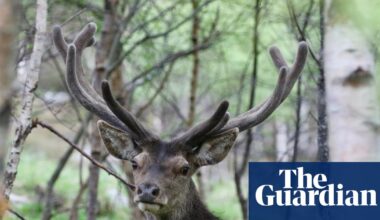 Deer shooting to be facilitated in England to protect woodlands | Conservation