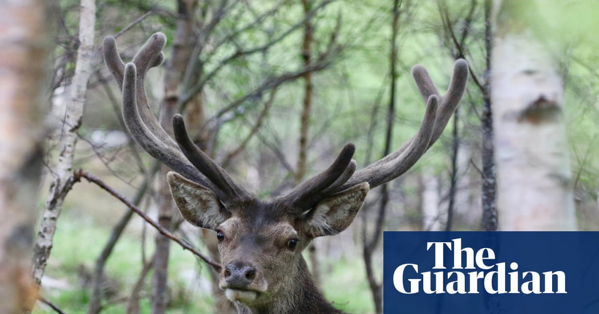 Deer shooting to be facilitated in England to protect woodlands | Conservation