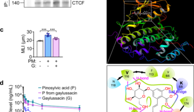 Stilbenoid gaylussacin modulates particulate matter-induced chromatin remodeling in macrophages to suppress chronic obstructive pulmonary disease