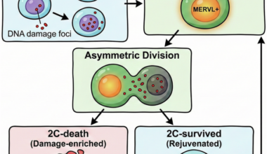 Asymmetric division rejuvenates stem cell lineages