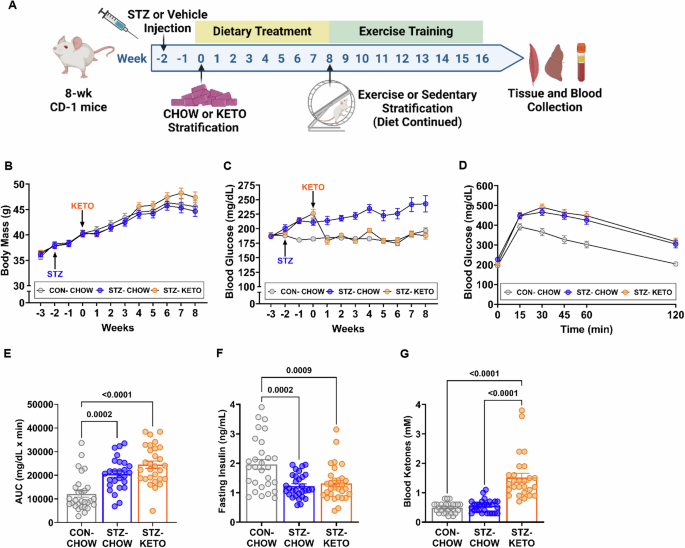 A ketogenic diet enhances aerobic exercise adaptation and promotes muscle mitochondrial remodeling in hyperglycemic male mice