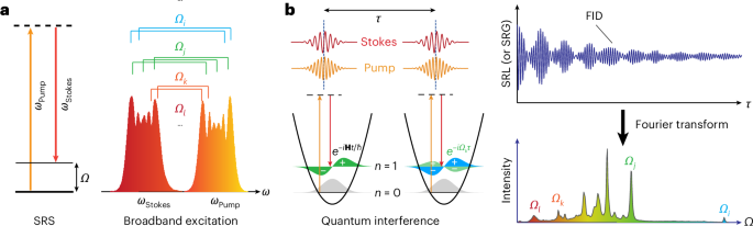 Super-broadband stimulated Raman scattering spectroscopy and imaging