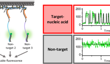 Ultrafast and specific miRNA quantification via single-molecule fluorescence quenching kinetics