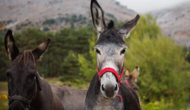 Senior Donkey Is Rescued From the Woods After a Missed Breakfast Raised the Alarm
