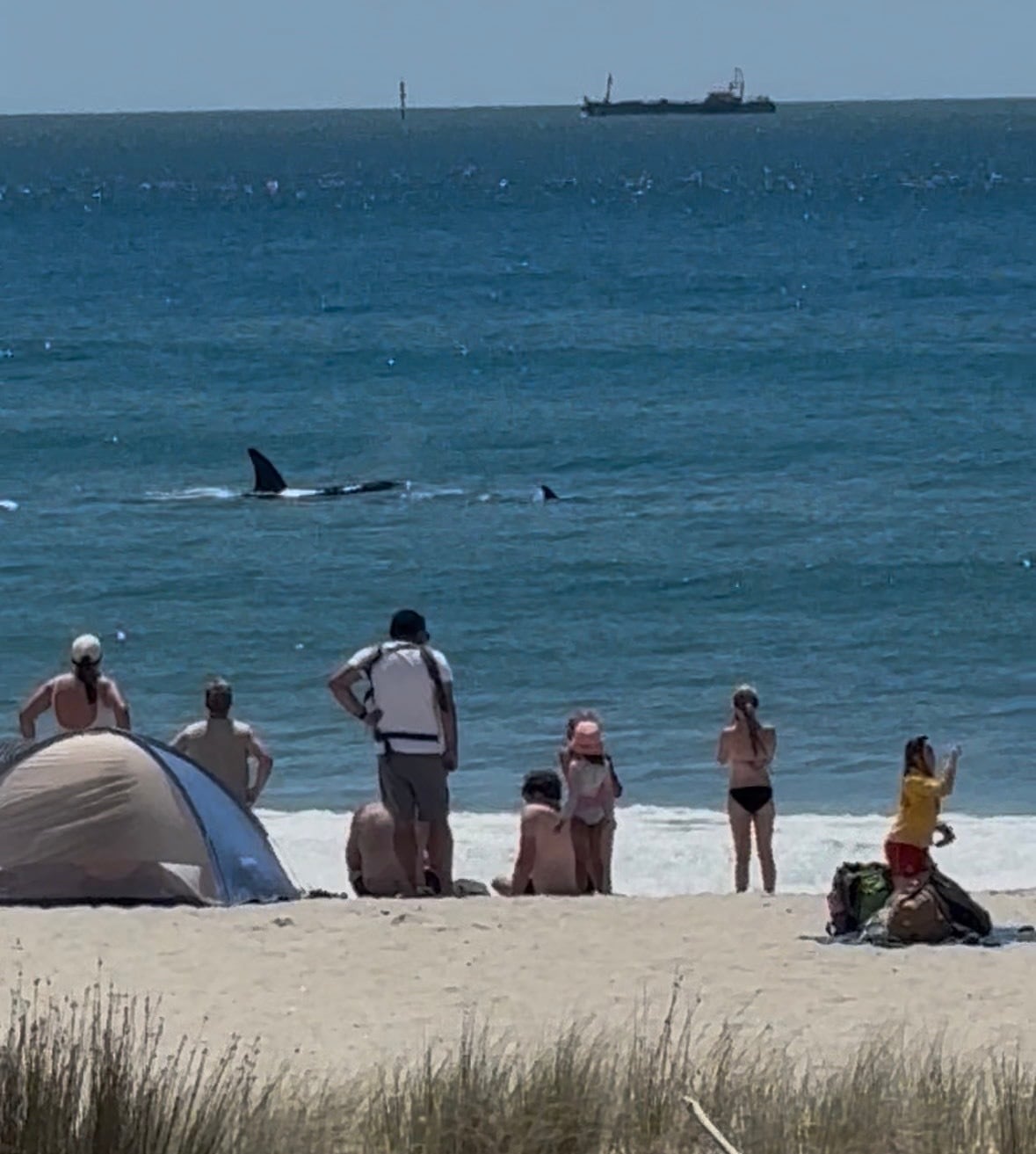 Orca close to Pāpāmoa Beach on Saturday.