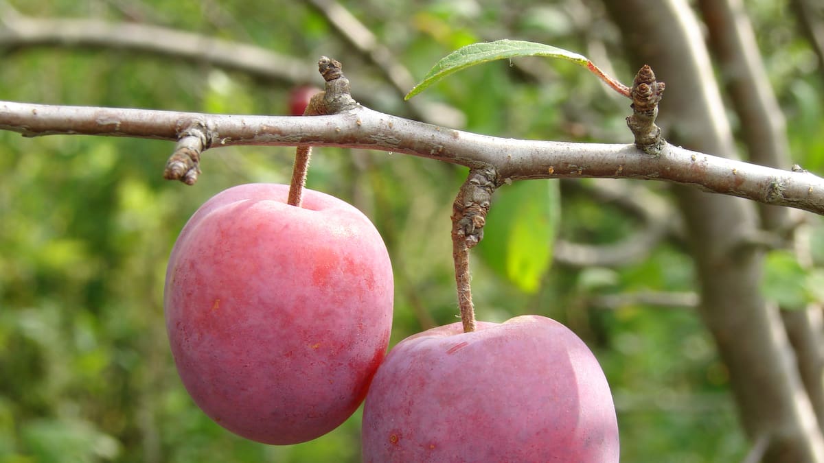 Tenancy Tribunal rejects bid to evict Christchurch tenant Gregory Deighton over contractor clash