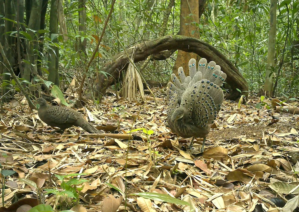 a peacock pheasant with gray feathers with iridescent spots
