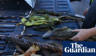 Florida euthanizes 5,000 iguanas after cold snap stuns the invasive reptiles | Florida