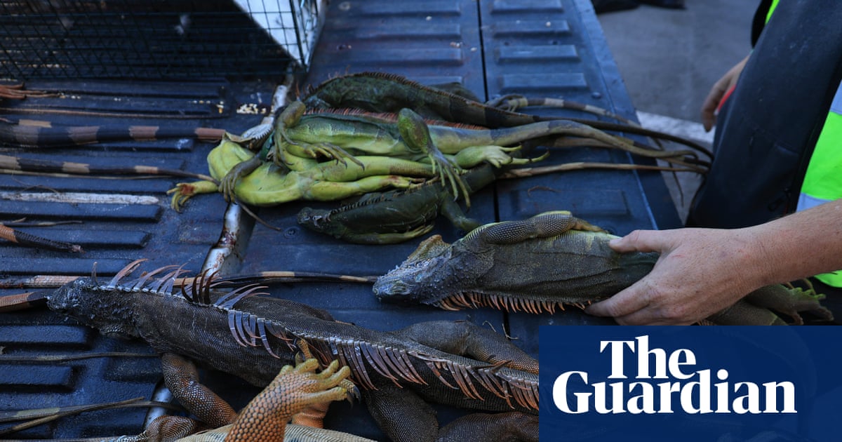 Florida euthanizes 5,000 iguanas after cold snap stuns the invasive reptiles | Florida