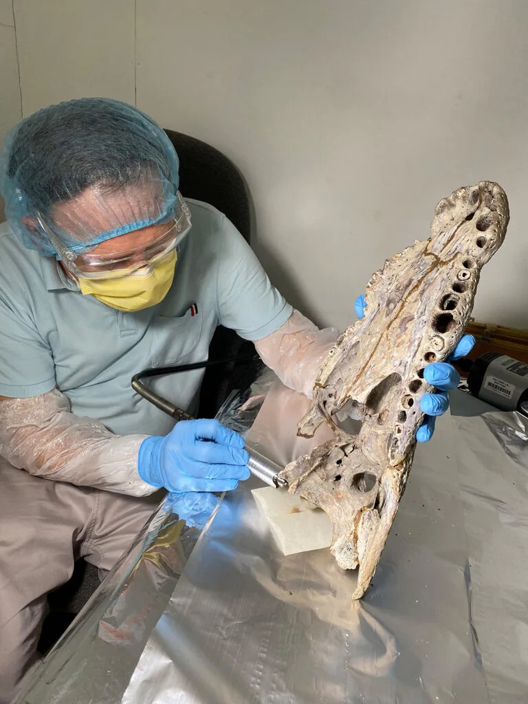 Photo of a person examining the top half of a crocodile skull. The person is wearing gloves, a hair net, a mask and glasses and is holding the skull on a table so that the nose is pointed up and the viewer sees the inside of the top of the mouth.